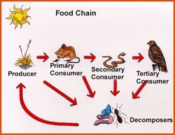 chain food decomposers consumers producers ecosystem chains desert energy web forest webs grasslands animals flow notes consumer producer ecosystems primary
